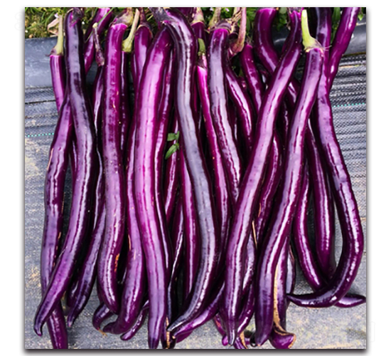 錦秀-茄子種子-湘妹子農業