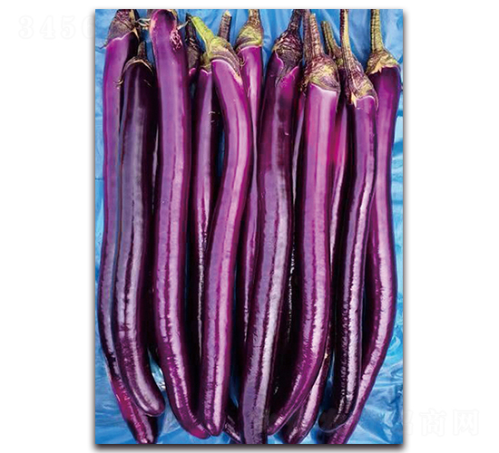 天秀-茄子種子-湘妹子農業