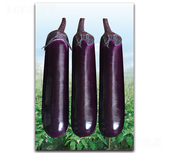 AAA燒烤棒茄-茄子種子-湘妹子農業