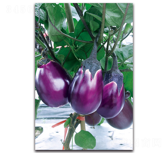 精品湘早紅茄-茄子種子-湘妹子農業