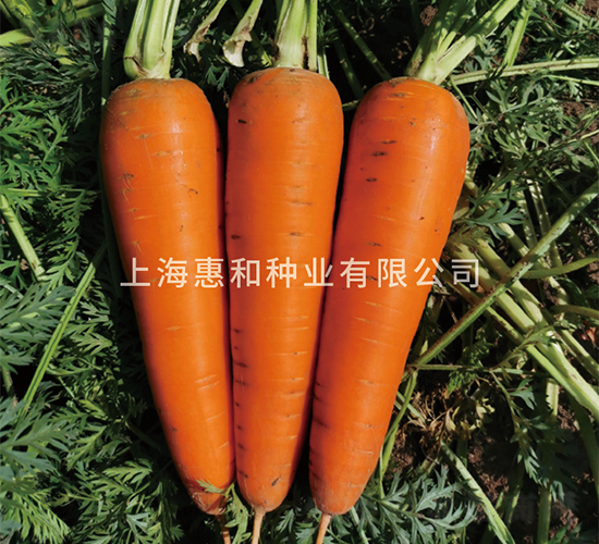 艾米麗-胡蘿卜種子-惠和種業