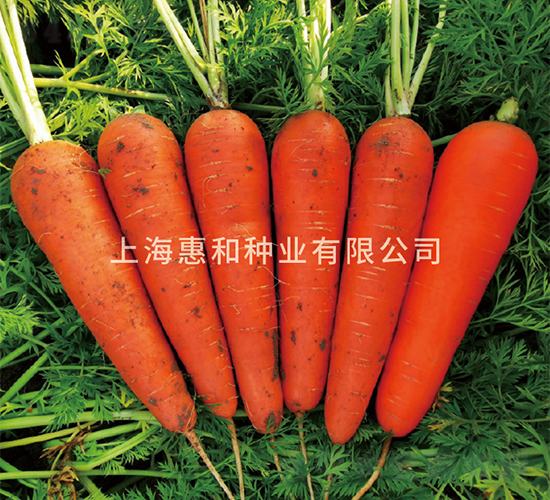 安迪斯-胡蘿卜種子-惠和種業(yè)