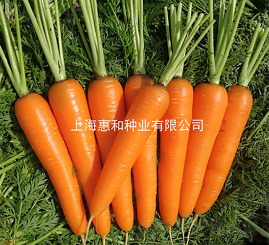 �{��˹-���}���N��-�ݺͷN�I