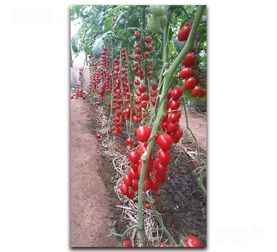 361-���ѷN��-����N�I