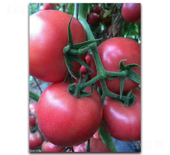 HL628-���ѷN��-����N�I