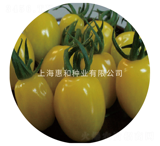 黃金梨-小番茄種子-惠和種業