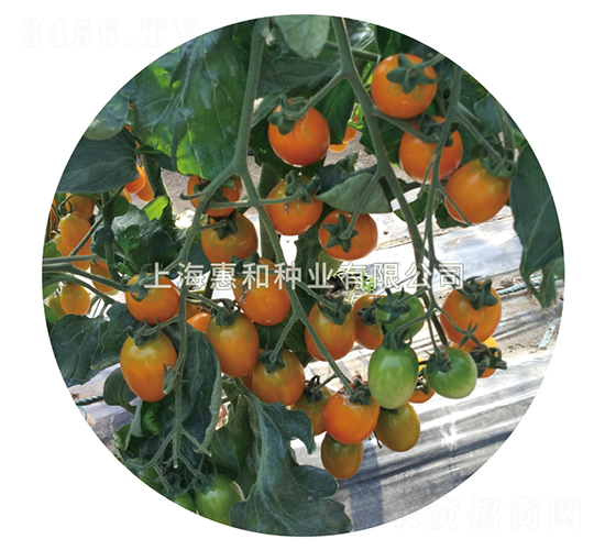 黃冠三號-小番茄種子-惠和種業