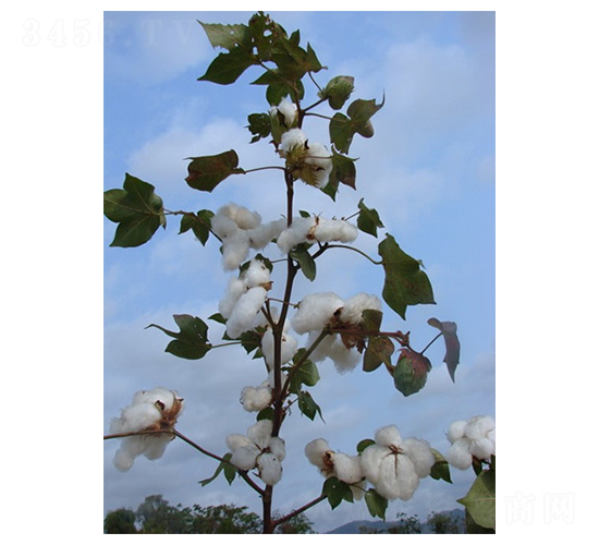 �����42̖-�޻��N��-�����r�I