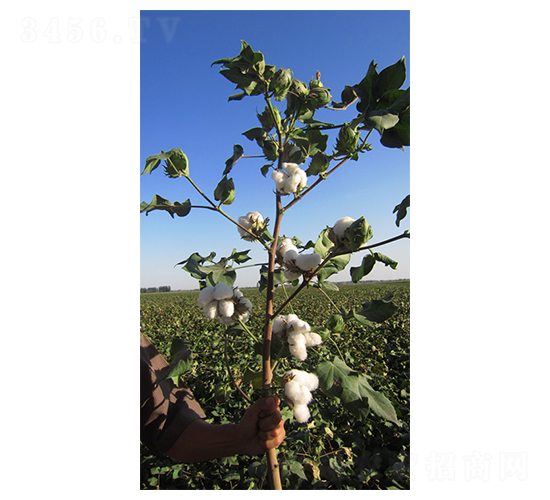 �����27̖-�޻��N��-�����r(n��ng)�I(y��)