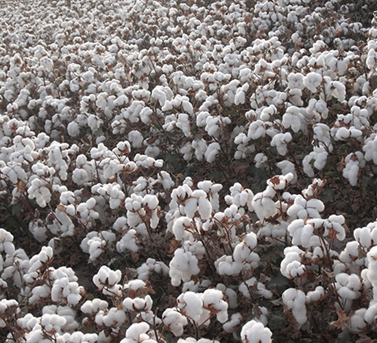 �����66̖-�޻��N��-�����r(n��ng)�I(y��)