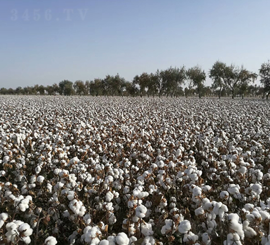 �����55̖-�޻��N��-�����r�I