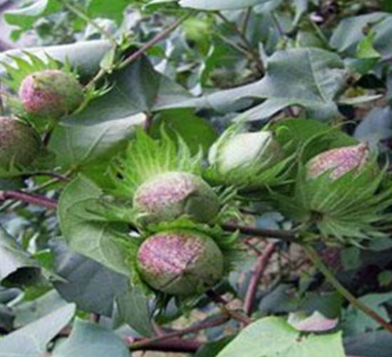 �A��2̖-�޻��N��-�����r�I