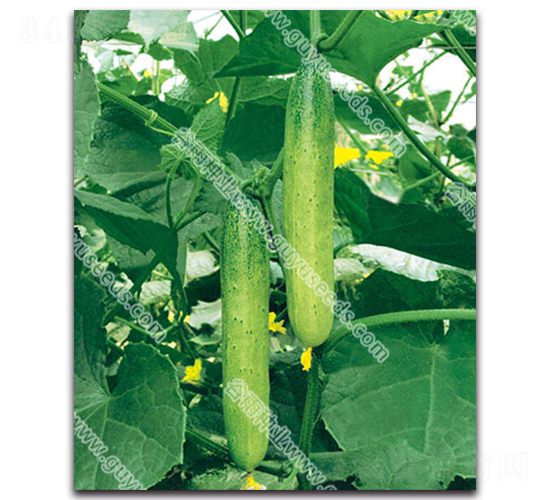 ���꺵�S��-�S�ϷN��-����N�I