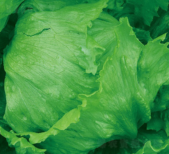 名匠-生菜種子-惠爾稼