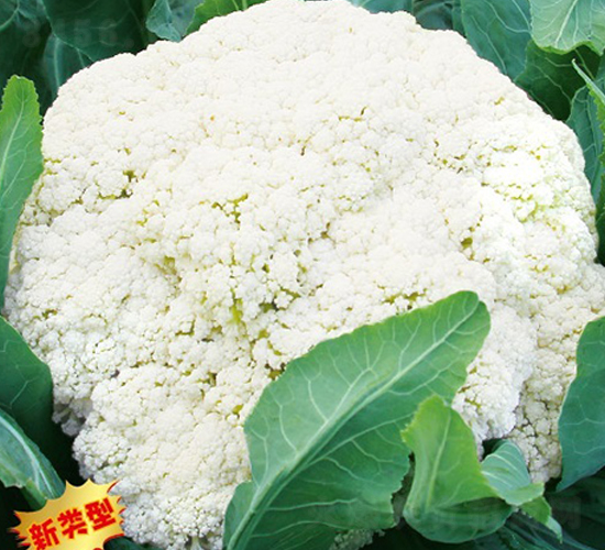 松不老901-松花菜種子-惠爾稼