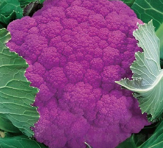 多紫多福-花菜種子-惠爾稼