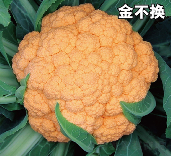 金不換-花菜種子-惠爾稼