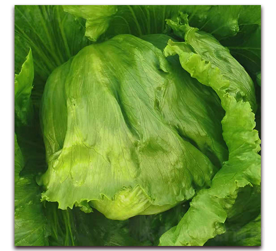 綠客（1102）-生菜種子-圣華德豐