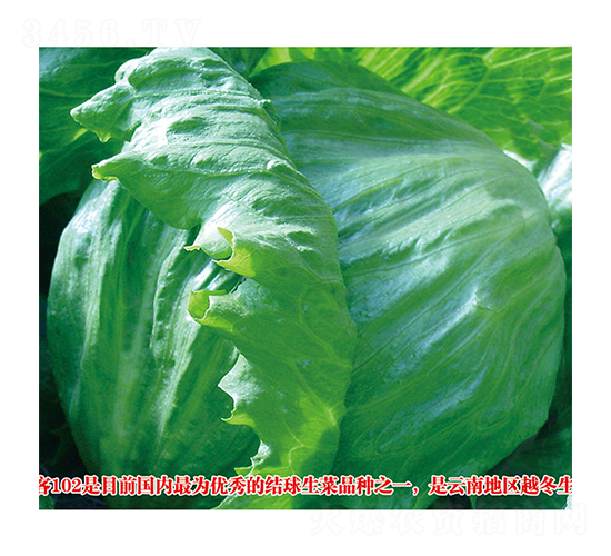 劍客（102）-生菜種子-圣華德豐