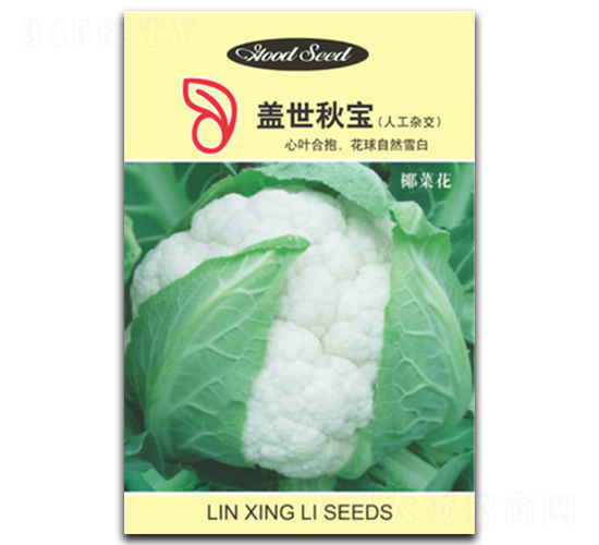 �w���-��Ҭ�˷N��-���d��