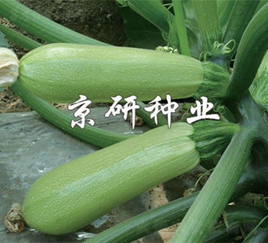 京葫293-西葫蘆種子-京研