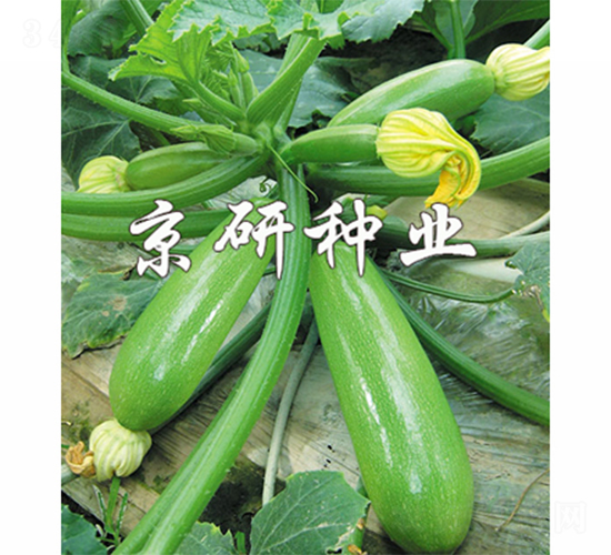 京葫CRV3-3-西葫蘆種子-京研