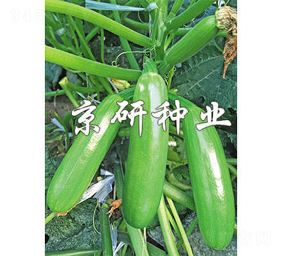 京葫42號-西葫蘆種子-京研