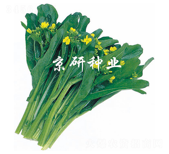 ����1̖-���ķN��-����