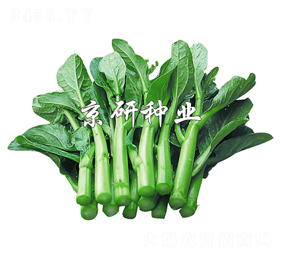 京翠80-菜心種子-京研