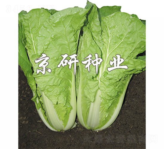 京研皇白-快菜種子-京研