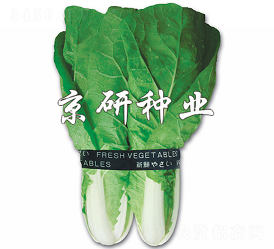 京研快菜-快菜種子-京研