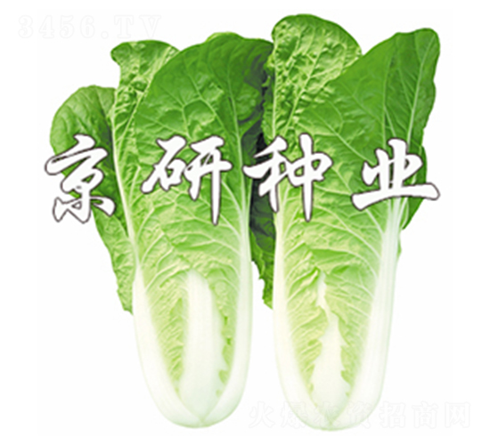 京研快菜4號-快菜種子-京研