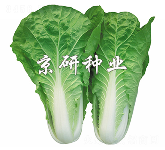 京研快菜6號-快菜種子-京研