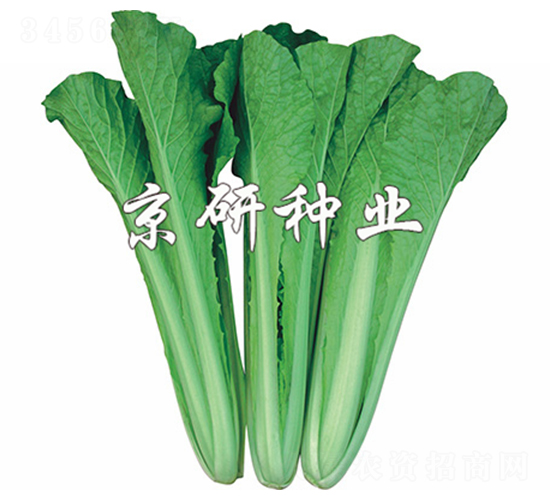 四季快菜1號(hào)-快菜種子-京研