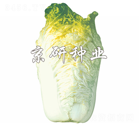 ����56̖-�ײ˷N��-����