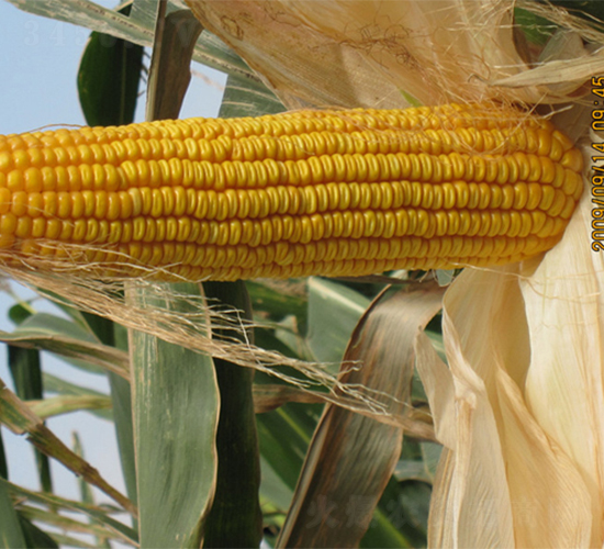 農光4-玉米種子-農光種業