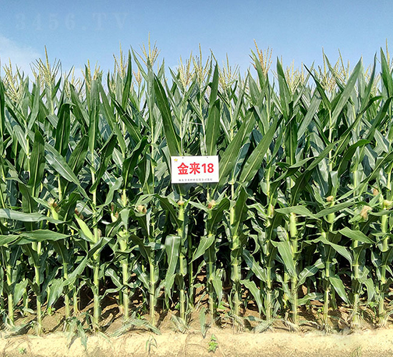 ����18-���׷N��-�����N�I