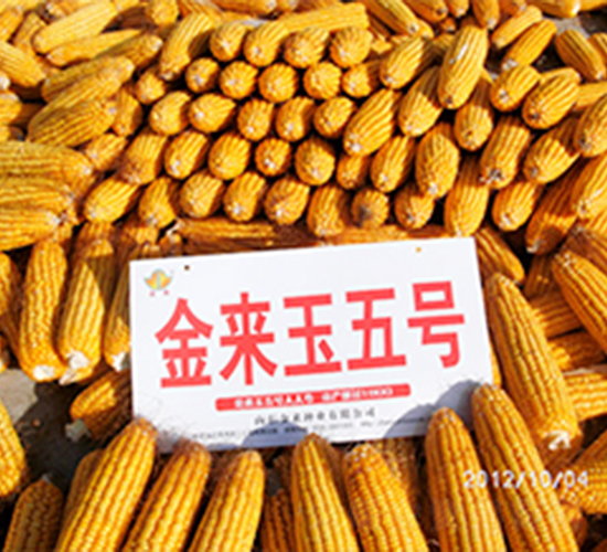 ������5̖(h��o)-���׷N��-�����N�I(y��)