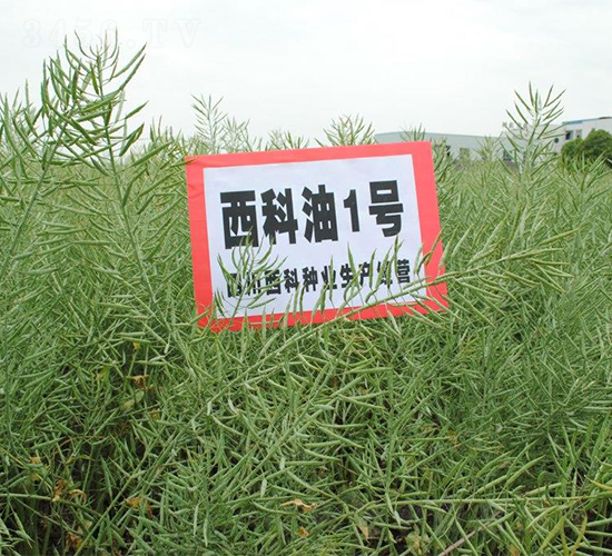 ������1̖-�Ͳ˷N��-�����r(n��ng)�I(y��)