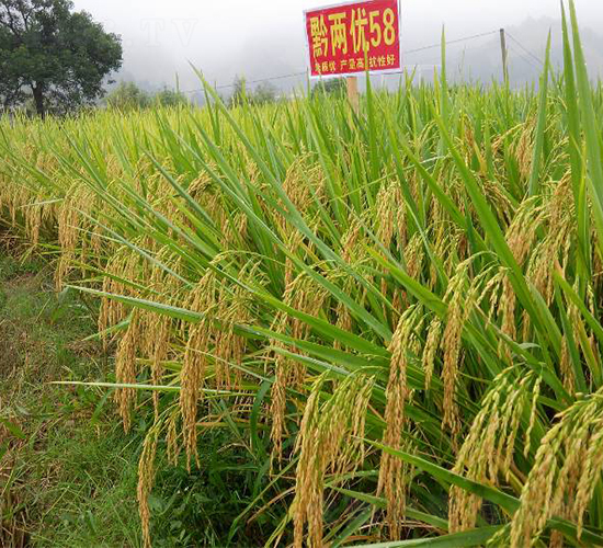 ǭ�Ƀ�(y��u)58-ˮ���N��-�����r(n��ng)�I(y��)