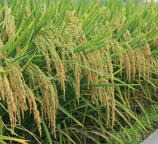 B��268-ˮ���N��-�����r�I