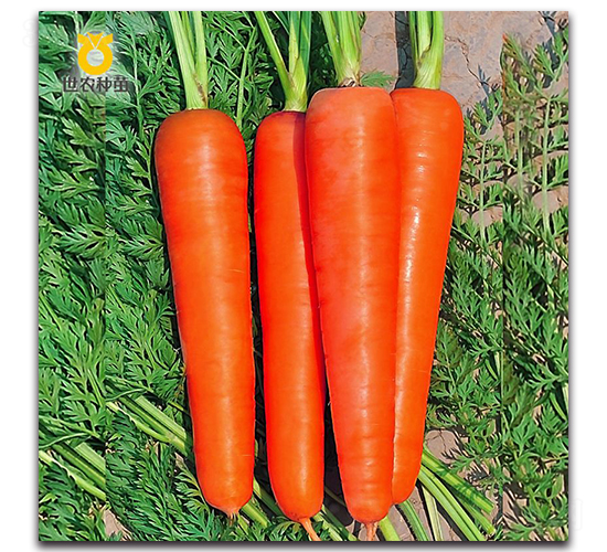 �A�Rʿ-���}���N��-���r�N��