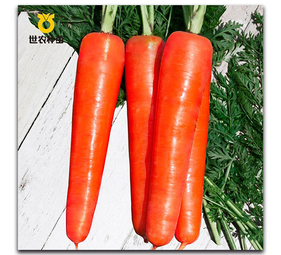 ��t����-���}���N��-���r�N��