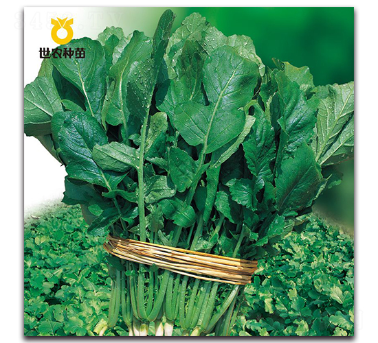 ϲ��?c��)~�}��-�}���N��-���r(n��ng)�N��