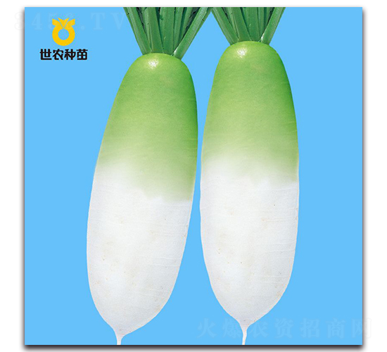 Ӣ�|-�}���N��-���r�N��