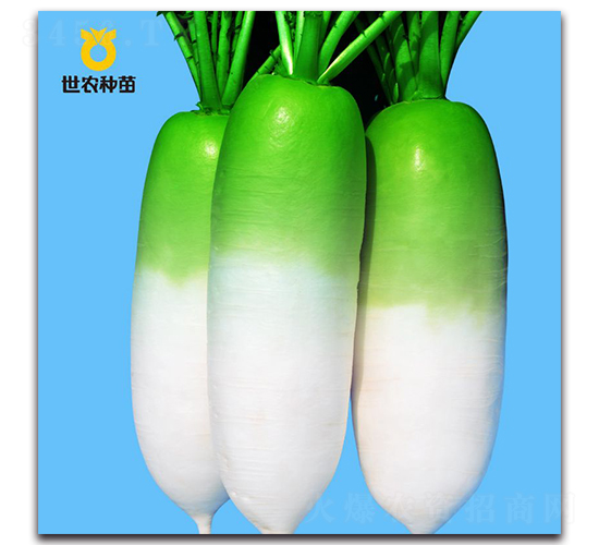 ���r816-�}���N��-���r�N��