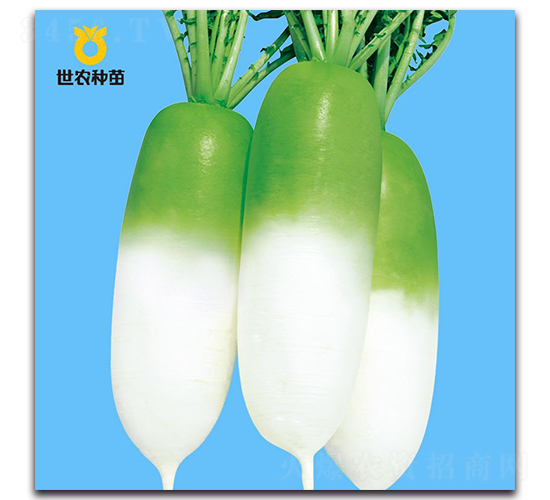 ���r806-�}���N��-���r�N��