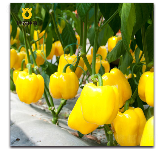 ���ρ�-�����N��-���r�N��