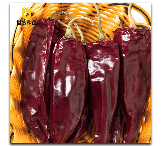 SN�t��-�����N��-���r(n��ng)�N��