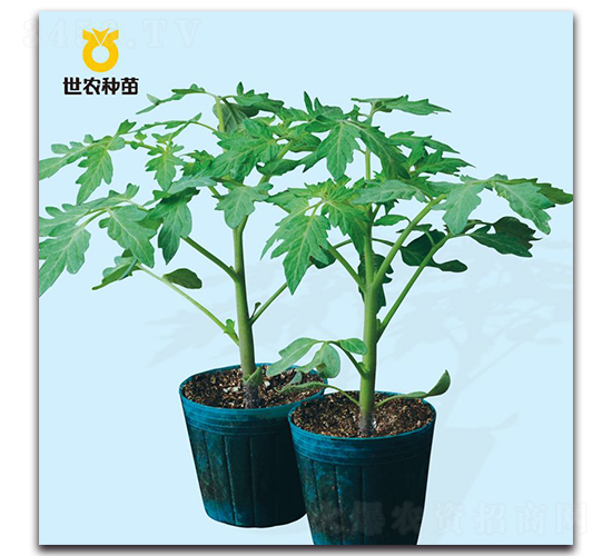 ����2̖-������ľ�N��-���r�N��